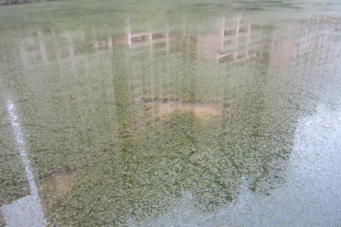 金龍湖大量馬藻