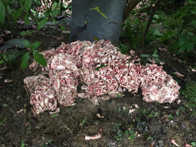 大量雞骨