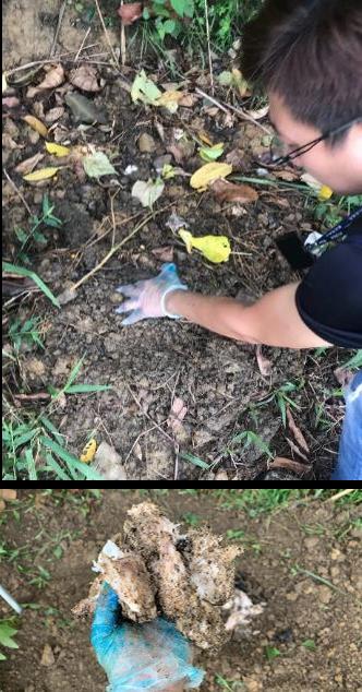 稽查員前往調查發現，附近土堆確實有明顯腐敗異味、佈滿蒼蠅及翻土痕跡
