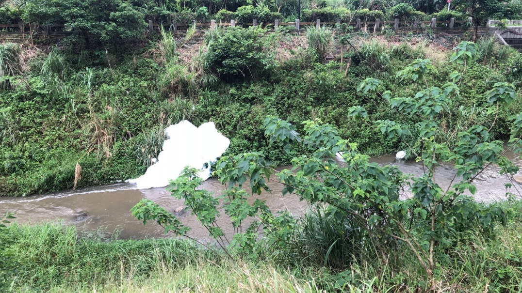 淡水區公司田溪河面出現大量泡沫